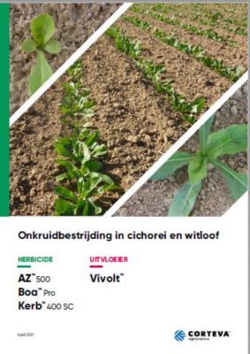 Onkruidbestrijding in cichorei en witloof front